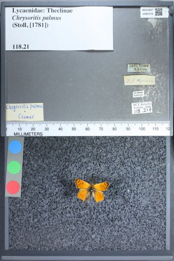 Media type: image;   Entomology 67375